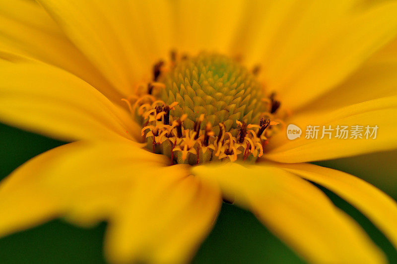 Heliopsis helianthides / Oxeye雏菊花